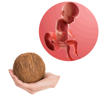 Composite. One side shows a foetus attached to the placenta by the umbilical cord. The foetus is recognisable as a baby. Other side shows a person holding a coconut in 1 hand.