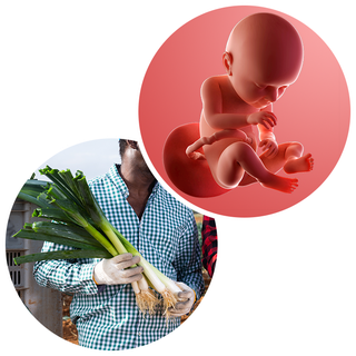 Composite. One side shows a foetus attached to the placenta by the umbilical cord. The foetus is recognisable as a baby. Other side shows a person holding a bunch of 4 leeks, resting on their arms.