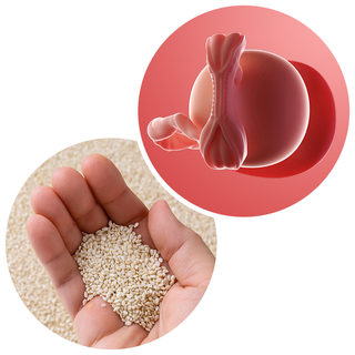 Composite. One side shows an embryo attached to a round yolk sac with a forming umbilical cord. Other side shows an adult hand with a palmful of sesame seeds.