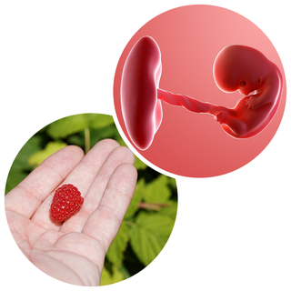 Composite. One side shows a foetus attached to a developing placenta by the umbilical cord. The forming head, eyes, arms and legs are now recognisable. Other side shows an adult hand with a raspberry in its palm.